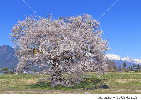 桜と北アルプス　須沼の一本桜 138941219
