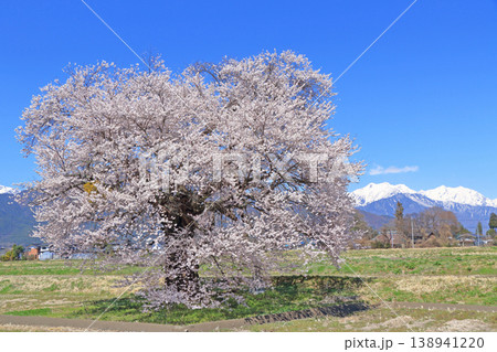 桜と北アルプス　須沼の一本桜 138941220