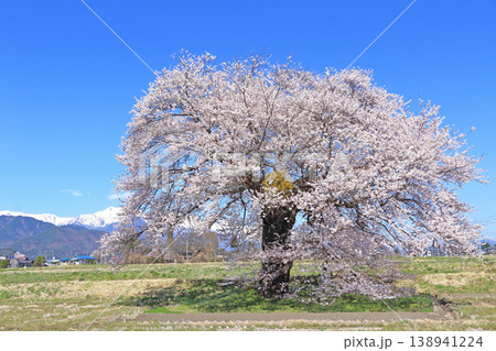 桜と北アルプス 須沼の一本桜 桜と北アルプス 須沼の一本桜 138941224