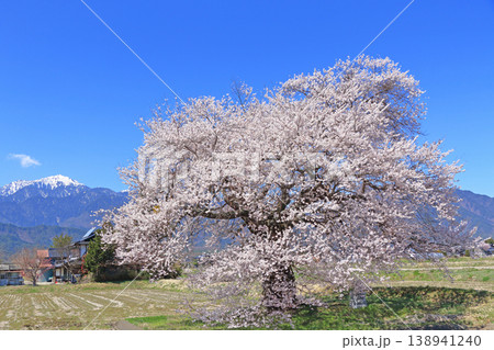 桜と北アルプス 須沼の一本桜 桜と北アルプス 須沼の一本桜 138941240