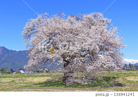 桜と北アルプス 須沼の一本桜 桜と北アルプス 須沼の一本桜 138941241