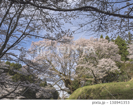 仏隆寺・千年桜の太い幹と生命力あふれる枝広がり 138941353