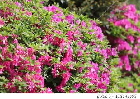 満開のツツジの花 満開のツツジの花 138941655