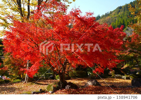 満開の紅葉（モミジ） 鮮やかな赤色 落ち葉が広がる秋の風景 138941706