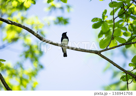 新緑の森のオオルリ 138941708