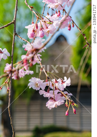 枝垂れ桜と茅葺屋根 138941717