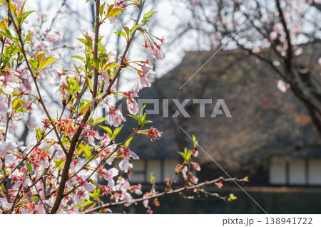 桜と茅葺屋根 桜と茅葺屋根 138941722