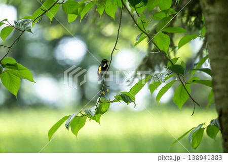 新緑とキビタキ 138941883