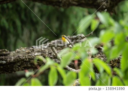 新緑とキビタキ 138941890