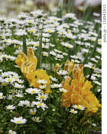満開の白いマーガレットと鮮やかな黄色のフリージア 春の花壇 138941913