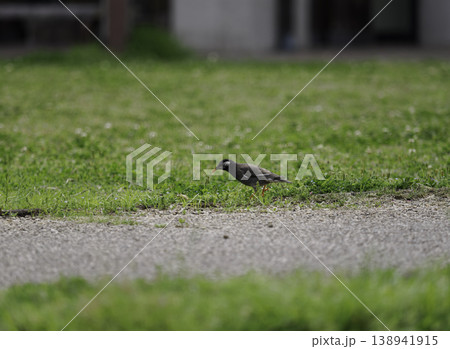 春の公園 芝生で餌を探す野鳥（ムクドリ）の姿 138941915