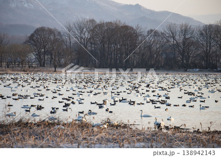 朝を待つマガンの群れ 朝を待つマガンの群れ 138942143