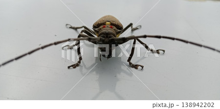 Long-horned beetle background on the floor Long-horned beetle background on the floor 138942202