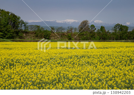 菜の花の大地 138942203