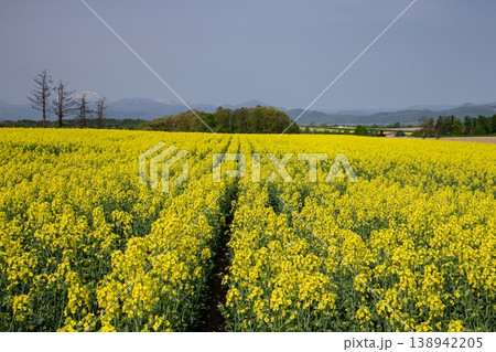 菜の花の大地 138942205