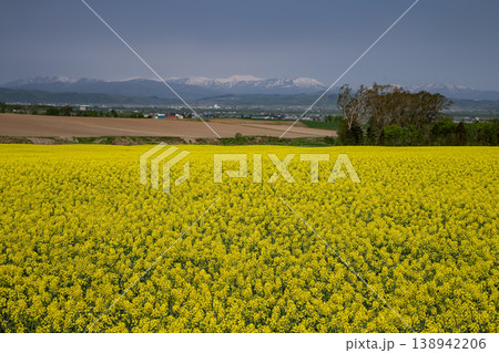 菜の花の大地 菜の花の大地 138942206