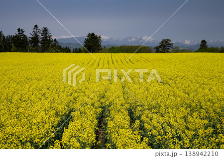 菜の花の大地 菜の花の大地 138942210