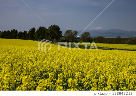 菜の花の大地 菜の花の大地 138942212