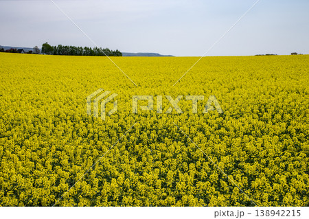 菜の花の大地 菜の花の大地 138942215