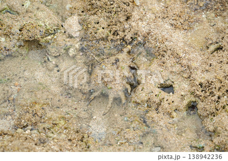 沖縄県_西表島_クモガイ 138942236