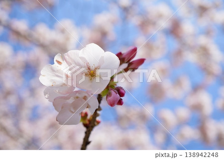 つぼみと咲き始めの桜を青空に映した春の風景写真 つぼみと咲き始めの桜を青空に映した春の風景写真 138942248