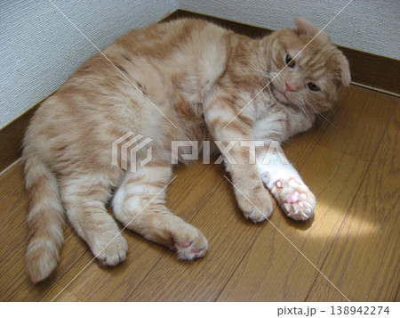 寝転がる茶トラ猫 寝転がる茶トラ猫 138942274