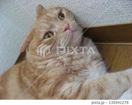 見上げる茶トラ猫 見上げる茶トラ猫 138942276
