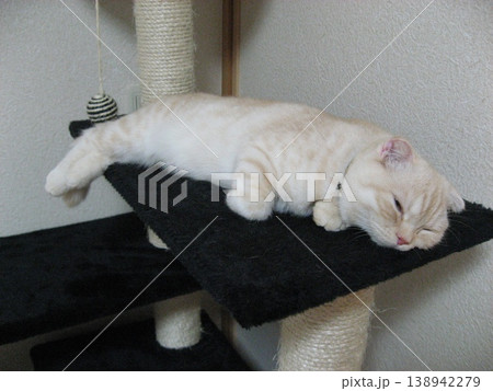 よく眠る子猫 よく眠る子猫 138942279