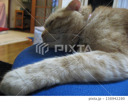 昼寝中の茶虎猫 昼寝中の茶虎猫 138942280
