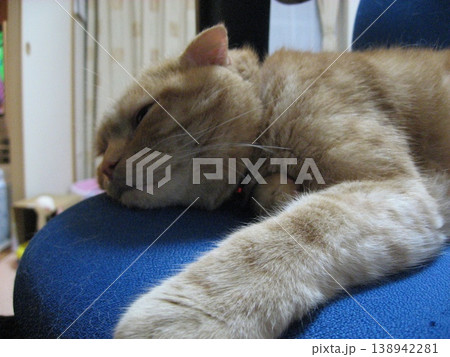 よく眠る茶虎猫 よく眠る茶虎猫 138942281
