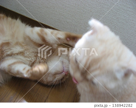 じゃれ合う猫 138942282