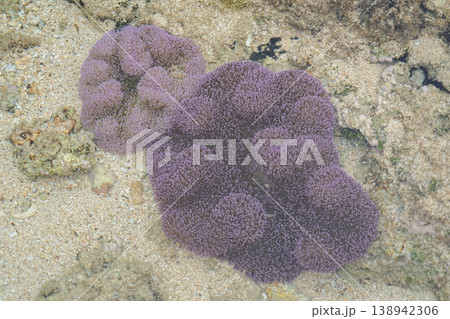 沖縄県_西表島_ハタゴイソギンチャク 沖縄県_西表島_ハタゴイソギンチャク 138942306
