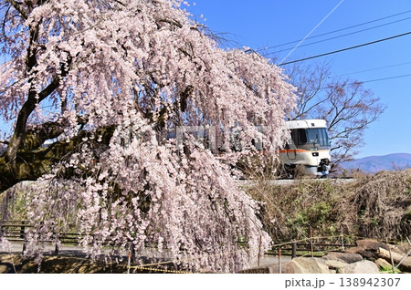 青空の下しだれ桜の枝間から顔を出した特急しなの号 青空の下しだれ桜の枝間から顔を出した特急しなの号 138942307