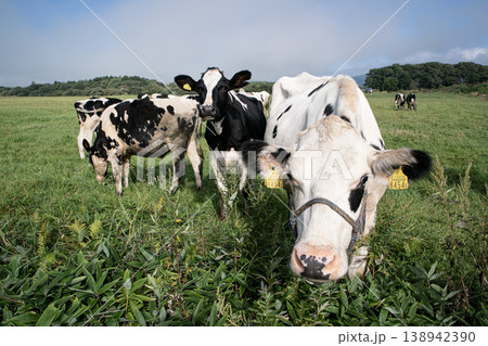 北海道の牧場 北海道の牧場 138942390