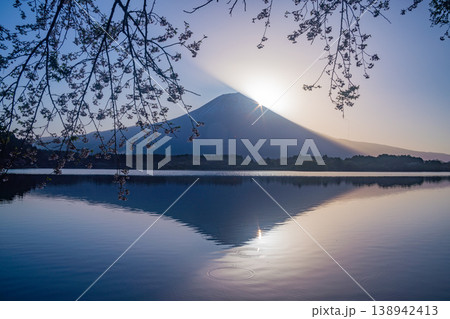 （静岡県）田貫湖　湖畔の桜と富士山　日の出 138942413