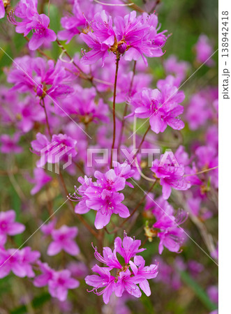 春の訪れを告げる鮮やかなミツバツツジ(三葉躑躅)の花 春の訪れを告げる鮮やかなミツバツツジ(三葉躑躅)の花 138942418