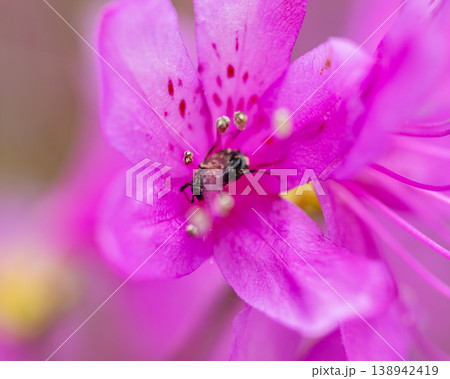 ミツバツツジの花の中に潜むヒラタハナムグリ(平手花潜) ミツバツツジの花の中に潜むヒラタハナムグリ(平手花潜) 138942419