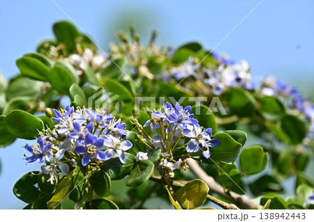 Blue flower white flower green leaf natural garden spring season closeup detail Blooms of delicate blue white flower cluster Blue flower white flower green leaf natural garden spring season closeup detail Blooms of delicate blue white flower cluster 138942443
