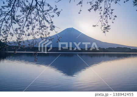 （静岡県）田貫湖　湖畔の桜と富士山　日の出前 138942455
