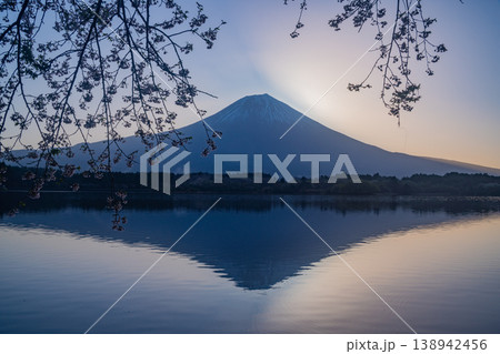 （静岡県）田貫湖　湖畔の桜と富士山　日の出前 138942456