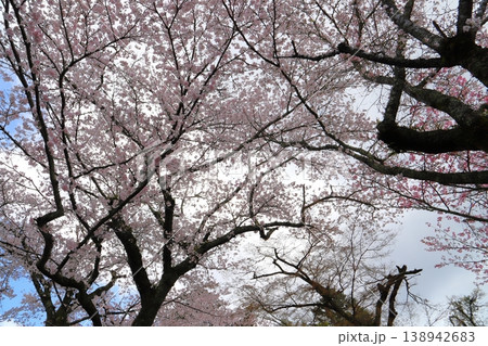 満開の桜の木 雲の多い青空 満開の桜の木 雲の多い青空 138942683