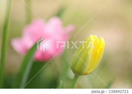 公園に咲く季節の花チューリップ 138942721