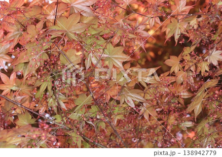 自然 風景 春紅葉、季語。春に若葉などが紫外線から身を守るため赤くなる現象、モミジ以外でも見られます 自然 風景 春紅葉、季語。春に若葉などが紫外線から身を守るため赤くなる現象、モミジ以外でも見られます 138942779