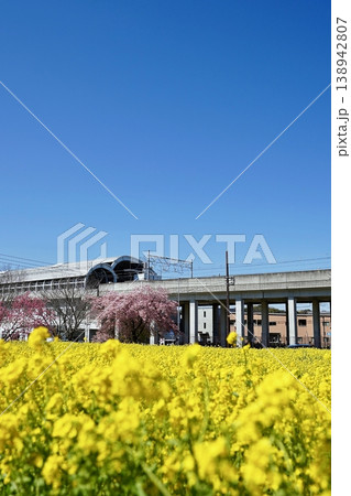 横浜市都筑区横浜市営地下鉄川和町駅前の地下鉄と菜の花と河津桜 138942807