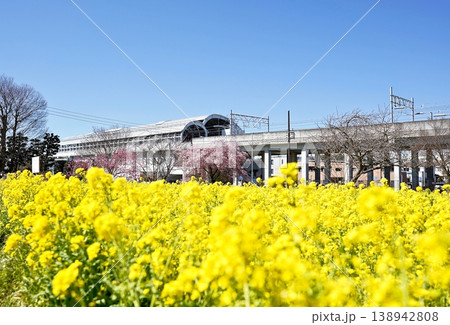 横浜市都筑区横浜市営地下鉄川和町駅前の菜の花と河津桜 138942808