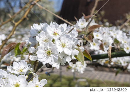 なしっこ館 に咲く二十世紀梨の花 倉吉市 138942809