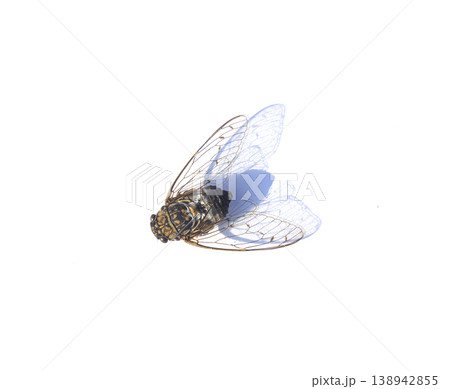 A cicada lying on a white background. A cicada lying on a white background. 138942855
