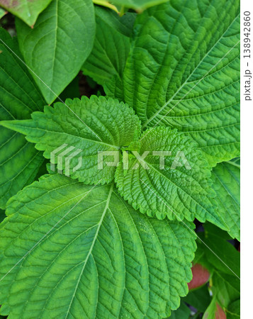 It is a leaf of perilla planted in the field. 138942860