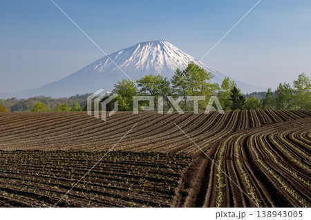 早春の羊蹄山 早春の羊蹄山 138943005