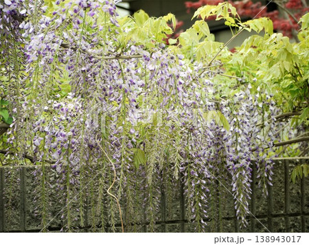 壁際に咲くフジの花 壁際に咲くフジの花 138943017